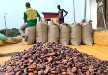 Cocoa beans are pictured next to a warehouse at the village of Atroni, near Sunyani, Ghana, April 11, 2019. PHOTO BY REUTERS/Ange Aboa