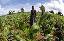 Malawian subsistence farmer tend their fields near the capital Lilongwe, Malawi, February 1, 2016. PHOTO BY REUTERS/Mike Hutchings
