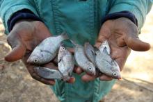 Modeste Traore, 56-year old fisherman, shows his catch from Lake Wegnia, in Sahel region of Koulikoro, Mali, November 23, 2019. PHOTO BY REUTERS/Arouna Sissoko