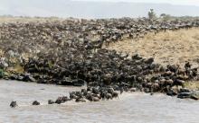 Wildebeests (connochaetes taurinus) cross the Mara river during their migration to the greener pastures, between the Maasai Mara game reserve and the open plains of the Serengeti, southwest Nairobi Kenya, August 15, 2016. PHOTO BY REUTERS/Thomas Mukoya