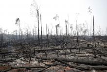 Charred trunks are seen on a tract of Amazon jungle that was recently burned by loggers and farmers in Porto Velho, Brazil, August 23, 2019. PHOTO BY REUTERS/Ueslei Marcelino