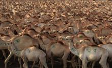 Camels are seen before being exported to Middle East countries, at the loading zone at the sea port in Somalia's capital Mogadishu