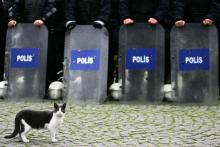 A cat strolls past Turkish police as they stand guard outside Sultanahmet, or Blue Mosque in Istanbul