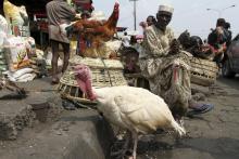 A man selling live chickens waits for customers in a local food market in Nigeria's commercial capital Lagos, December 30, 2011. PHOTO BY REUTERS/Akintunde Akinleye