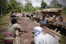 Women from a local cocoa farmers association called BLAYEYA work with cocoa beans in Djangobo, Niable in eastern Ivory Coast, November 17, 2014. BLAYEYA is a women's only association with each member owning a field and planting cocoa. PHOTO BY REUTERS/Thierry Gouegnon