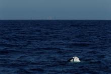 A deflated and half-sunken rubber dinghy of the sort used by migrants is seen from the Migrant Offshore Aid Station (MOAS) ship Phoenix in international waters in the central Mediterranean off the coast of Tripoli in Libya, April 13, 2017. PHOTO BY REUTERS/Darrin Zammit Lupi