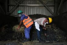 Workers remove straw from camel feces prior to mixing it with coal at the Gulf Cement Company in Ghalilah, Ras al Khaimah, United Arab Emirates, July 16, 2019. PHOTO BY REUTERS/Christopher Pike