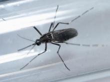 An edes aegypti mosquito is seen inside a test tube as part of a research on preventing the spread of the Zika virus and other mosquito-borne diseases at a control and prevention center in Guadalupe, neighbouring Monterrey, Mexico, March 8, 2016. PHOTO BY REUTERS/Daniel Becerril