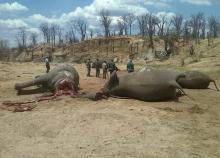 A group of elephants, believed to have been killed by poachers, lie dead at a watering hole in Zimbabwe's Hwange National Park, October 26, 2015. PHOTO BY REUTERS/Stringer