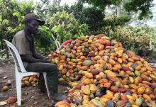 A farmer prepares to open a cocoa pod in Ntui village, Cameroon, December 17, 2017. PHOTO BY REUTERS/Ange Aboa