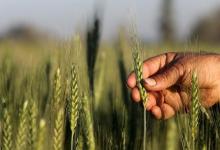 A farmer tends to a wheat farm in the El-Dakahlia governorate, north of Cairo, Egypt, February 16, 2016. PHOTO BY REUTERS/Mohamed Abd El Ghany