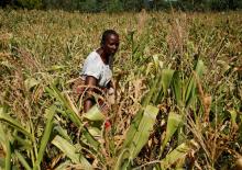 Villager Shupikai Makwavarara inspects her failing maize crop in rural Bindura near Harare, Zimbabwe, March 1, 2019. PHOTO BY REUTERS/Philimon Bulawayo