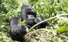 An endangered silverback mountain gorilla from the Nyakamwe-Bihango family feeds within the forest in Virunga national park near Goma in eastern Democratic Republic of Congo, May 3, 2014. PHOTO BY REUTERS/Kenny Katombe