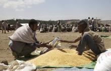 A farmer receives grain at an emergency food aid distribution in the village of Estayish in Ethiopia's northern Amhara region, February 11, 2016. PHOTO BY REUTERS/Katy Migiro