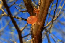 Gum arabic is seen on an Acacia trees in the western Sudanese town of El-Nahud that lies in the main farming state of North Cordovan, December 18, 2012. PHOTO BY REUTERS/Mohamed Nureldin Abdallah