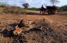 An internally displaced man from drought hit area wheels his cart as he past a dead donkey near a makeshift settlement in Dollow, Somalia, April 5, 2017. PHOTO BY REUTERS/Zohra Bensemra