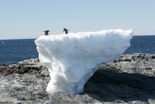 Adelie penguins stand atop a block of melting ice on a rocky shoreline at Cape Denison, Commonwealth Bay, in East Antarctica, January 1, 2010. PHOTO BY REUTERS/Pauline Askin