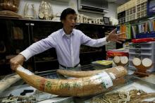 Daniel Chan, managing director of a carving and jewellery factory, speaks while holding a government registered ivory tusk inside his factory in Hong Kong, China June 27, 2016. PHOTO BY REUTERS/Bobby Yip