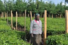 Rachel Korir stands next to a newly fenced piece of land in a tea plantation in Kapcheboi, Kenya, May 6, 2019. PHOTO BY Thomson Reuters Foundation/Dominic Kirui