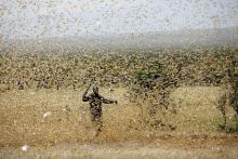 A man attempts to fend-off a swarm of desert locusts at a ranch near the town on Nanyuki in Laikipia county, Kenya, February 21, 2020. PHOTO BY REUTERS/Baz Ratner