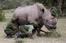 Wardens assist the last surviving male northern white rhino named 'Sudan' as it grazes at the Ol Pejeta Conservancy in Laikipia national park, Kenya, June 14, 2015. PHOTO BY REUTERS/Thomas Mukoya