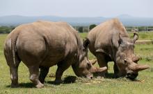 Najin (R) and her daughter Fatou, the last two northern white rhino females, graze near their enclosure at the Ol Pejeta Conservancy in Laikipia National Park, Kenya, March 31, 2018. PHOTO BY REUTERS/Thomas Mukoya