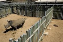 A rhino is kept in an enclosure at the Kruger national park in Mpumalanga province, August 26, 2014. PHOTO BY REUTERS/Siphiwe Sibeko