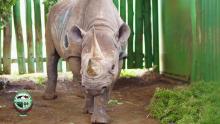 The rhino named Fausta is seen in Ngorongoro, Tanzania in this undated picture obtained by Reuters on December 29, 2019. PHOTO BY REUTERS/Ngorongoro Conservation Area Authority