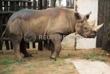 A black rhinoceros, that was shipped to Rwanda from Zoo Safari Park Dvur Kralove in the Czech Republic, walks inside its pen at the Akagera National Park, in eastern Rwanda, June 24, 2019. PHOTO BY REUTERS/Jean Bizimana