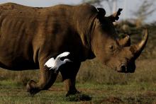 A white rhino walks at the Nairobi National Park, near Nairobi, Kenya, December 3, 2018. PHOTO BY REUTERS/Amir Cohen