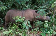 Ratu, an 8 year-old female Sumatran Rhinoceros (Dicerorhinus sumatrensis), is seen at the Sumatran Rhino Sanctuary in the Way Kambas National Park, Lampung province, May 20, 2010. PHOTO BY REUTERS/Supri