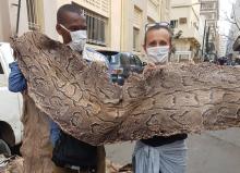 Cecile Bloch, an NGO worker and an unidentified forestry official hold a python skin in front of the police station in Dakar, Senegal, March 14, 2017. PHOTO BY REUTERS/WARA Conservation Project