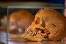 Human skulls from the Herero and ethnic Nama people are displayed during a ceremony in Berlin, Germany, August 29, 2018, to hand back human remains from Germany to Namibia following the 1904-1908 genocide against the Herero and Nama. PHOTO BY REUTERS/Christian Mang