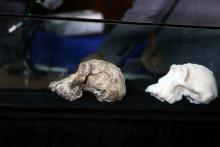 A fossil and three-dimensional print of Lucy's ancestor, 3.8 million years old cranium of Australopithecus Anamensis which was discovered in Waranso-Mile paleontological site, in Afar region, Ethiopia is seen at the National Museum in Addis Ababa, Ethiopia, August 28, 2019. PHOTO BY REUTERS/Tiksa Negeri
