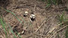 Human skulls suspected to belong to victims of a recent combat between government army and Kamuina Nsapu militia are seen on the roadside in Tshimaiyi near Kananga, the capital of Kasai-central province of the Democratic Republic of Congo, March 12, 2017. PHOTO BY REUTERS/Aaron Ross