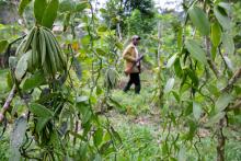 Vanilla farmer Berlin Ranary walks past a bunch of green vanilla beans, a half-hour walk from his home in the village of Marovato, Madagascar, June 27, 2019. PHOTO BY REUTERS/Hereward Holland