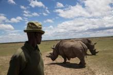 A warden guards Satu and Najin, the last two northern white rhino females, at the Ol Pejeta Conservancy in Laikipia national park, Kenya, May 3, 2017. PHOTO BY REUTERS/Baz Ratner