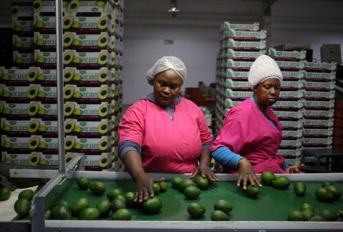 Workers sort avocados at a farm factory in Nelspruit in Mpumalanga province, about 51 miles (82 km) north of the Swaziland border, South Africa, June 14, 2018. PHOTO BY REUTERS/Siphiwe Sibeko