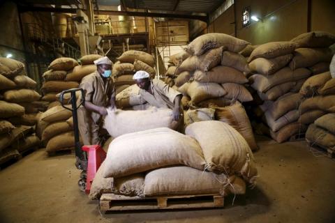 Workers arrange bags containing cocoa beans at a cocoa processing factory in Ile-Oluji village in Ondo state, southwest Nigeria, March 30, 2016. PHOTO BY REUTERS/Akintunde Akinleye