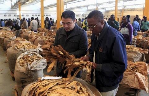 Buyers check the quality of tobacco during the last day of the selling season at Tobacco Sales Floor (TSF) in Harare, July 15, 2015. PHOTO BY REUTERS/Philimon Bulawayo