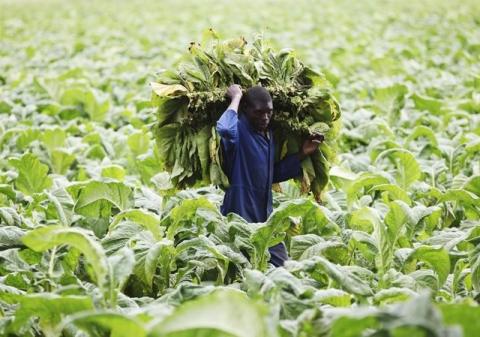 A farm worker harvests tobacco leaves at a farm ahead of the tobacco selling season in Harare, March 3, 2015. PHOTO BY REUTERS/Philimon Bulawayo