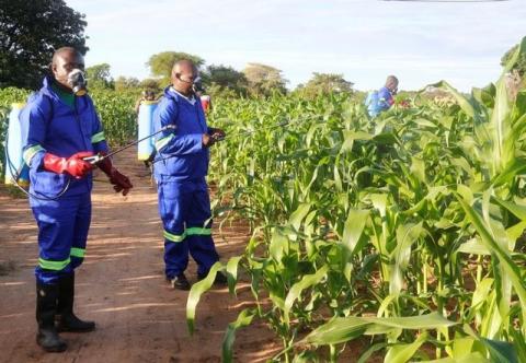 Agricultural officials spray maize plants affected by armyworms in Keembe district, Zambia, January 6, 2017. PHOTO BY REUTERS/Jean Mandela