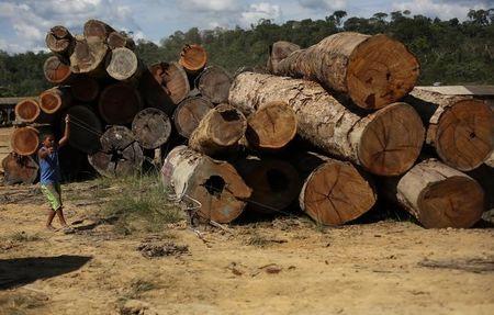 A boy plays with a kite in front of logs cut illegally from the Amazon rainforest at a sawmill in the city of Morais Almeida, Para state, June 27, 2013. PHOTO BY REUTERS/Nacho Doce