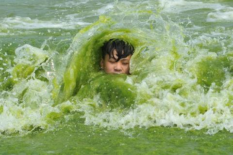 A boy plays on a algae-covered beach in Qingdao, Shandong province, China, July 18, 2016. PHOTO BY REUTERS/Stringer