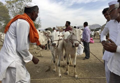 Farmer Revaji Choudhary (L) shows his pair of bulls to buyers at a weekly cattle market in Belhe village in the western state of Maharashtra, India, February 22, 2016. PHOTO BY REUTERS/Rajendra Jadhav
