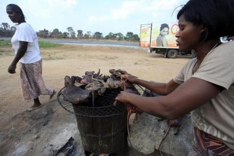 A woman dries bushmeat near a road of the Yamoussoukro highway March 29, 2014. Bushmeat - from bats to antelopes, squirrels, porcupines and monkeys - has long held pride of place on family menus in West and Central Africa, whether stewed, smoked or roasted. PHOTO BY REUTERS/Thierry Gouegnon