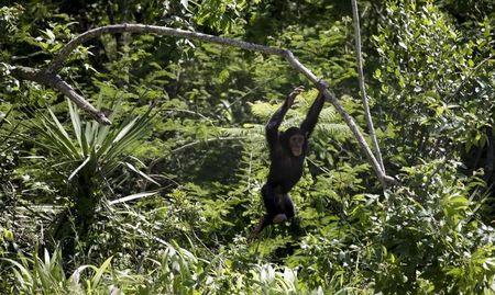 A chimp swings from a branch at the Jane Goodall Institute Chimpanzee Eden sanctuary in a file photo. PHOTO BY REUTERS/Rogan Ward