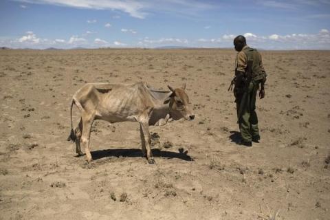 A Kenyan soldier from the Rapid Deployment Unit, an emergency response unit who were deployed due to reoccurring clashes and killings between Turkana and Dhaasanac communities, looks at a cow which is dying from hunger in northwestern Kenya, October 13, 2013. PHOTO BY REUTERS/Siegfried Modola
