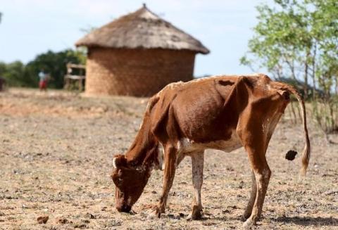 A malnourished cow walks past huts in rural Masvingo, Zimbabwe, January 21, 2016. PHOTO BY REUTERS/Philimon Bulawayo