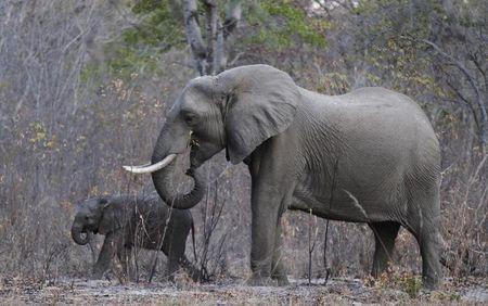 Elephants graze inside Zimbabwe's Hwange National Park, August 1, 2015. PHOTO BY REUTERS/Philimon Bulawayo